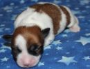 sven3 cotondetulearpuppyforsalew1