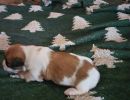 sven3 cotondetulearpuppyforsalew2