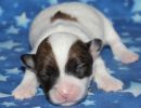 shana1 coton de tulear puppy for sale w1