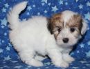 shana1 coton de tulear puppy for sale w6