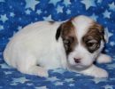 shana2 coton de tulear puppy for sale w3