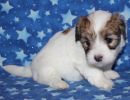 shana2 coton de tulear puppy for sale w4
