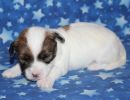 shana3 coton de tulear puppy for sale w2
