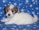 shana3coton de tulear puppy for sale w5